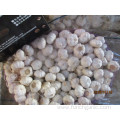 Best Quality Pure White Garlic 5.0cm